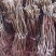大青枣苗蜜丝枣阳台庭院均可种植包邮价