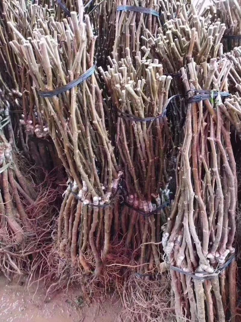大青枣苗蜜丝枣阳台庭院均可种植包邮价