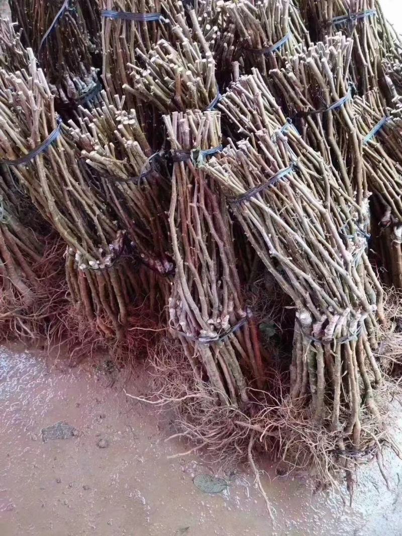 大青枣苗蜜丝枣阳台庭院均可种植包邮价