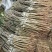大青枣苗蜜丝枣阳台庭院均可种植包邮价