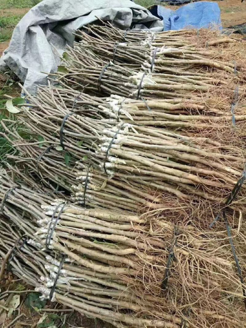 大青枣苗蜜丝枣阳台庭院均可种植包邮价