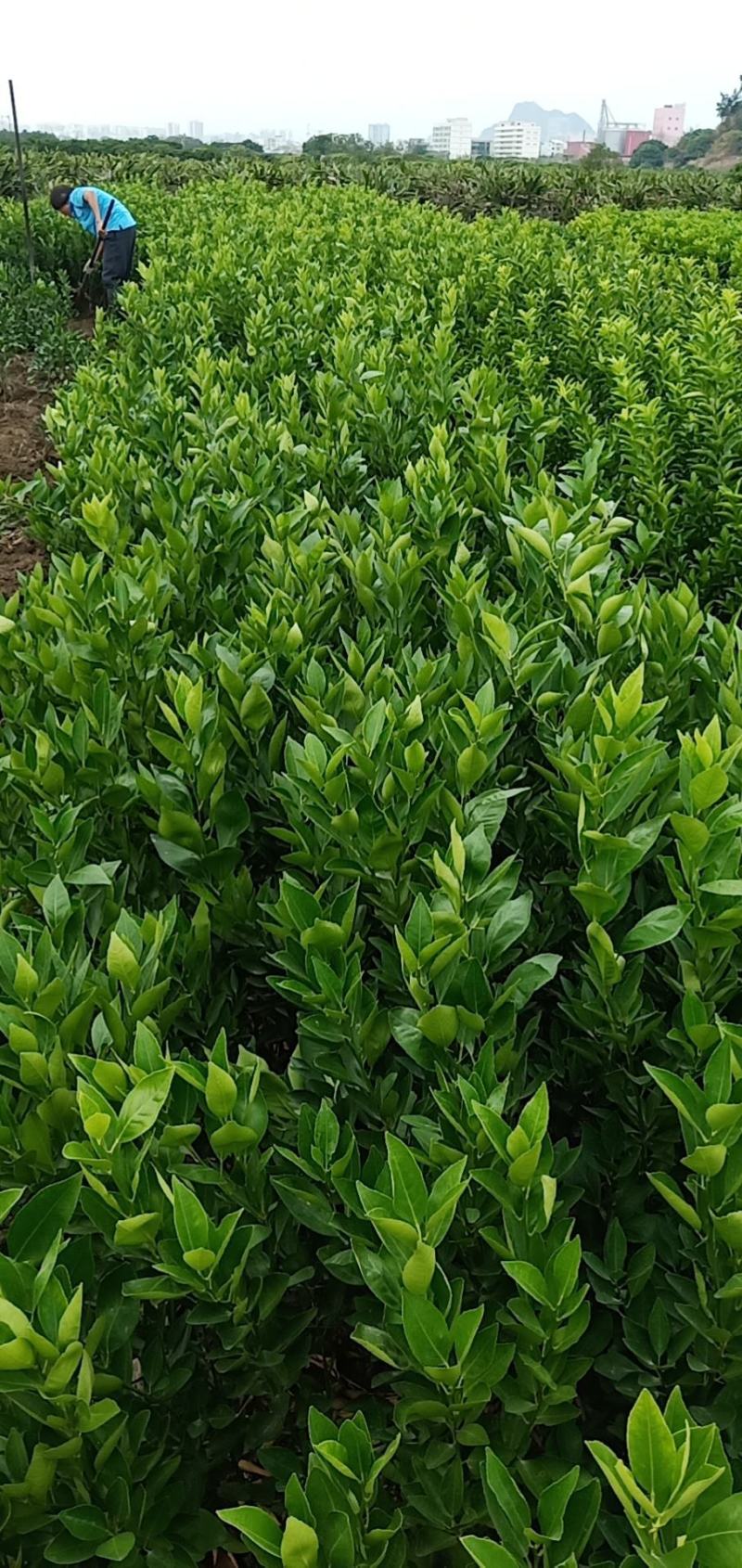 柑橘苗皇帝柑嫁接树苗南北方均可种植包邮价