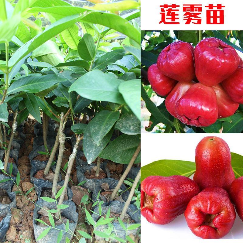 莲雾树苗大叶红台湾正宗嫁接苗庭院地栽当年开花结果