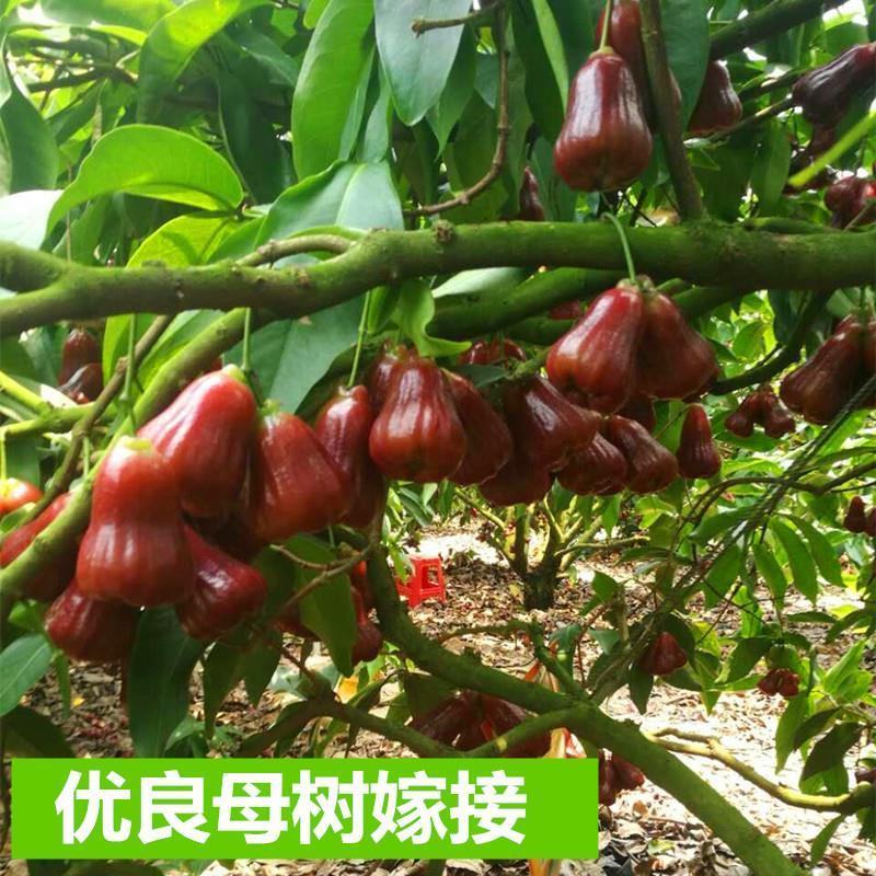莲雾树苗大叶红台湾正宗嫁接苗庭院地栽当年开花结果