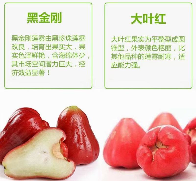 莲雾树苗大叶红台湾正宗嫁接苗庭院地栽当年开花结果