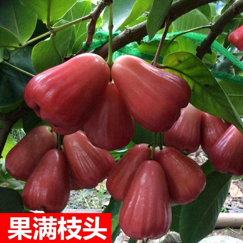 莲雾树苗大叶红台湾正宗嫁接苗庭院地栽当年开花结果