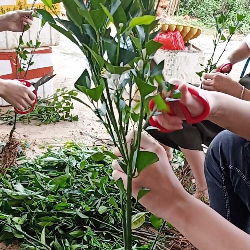 柑橘苗沃柑树苗太后果南北方均可种植包邮价