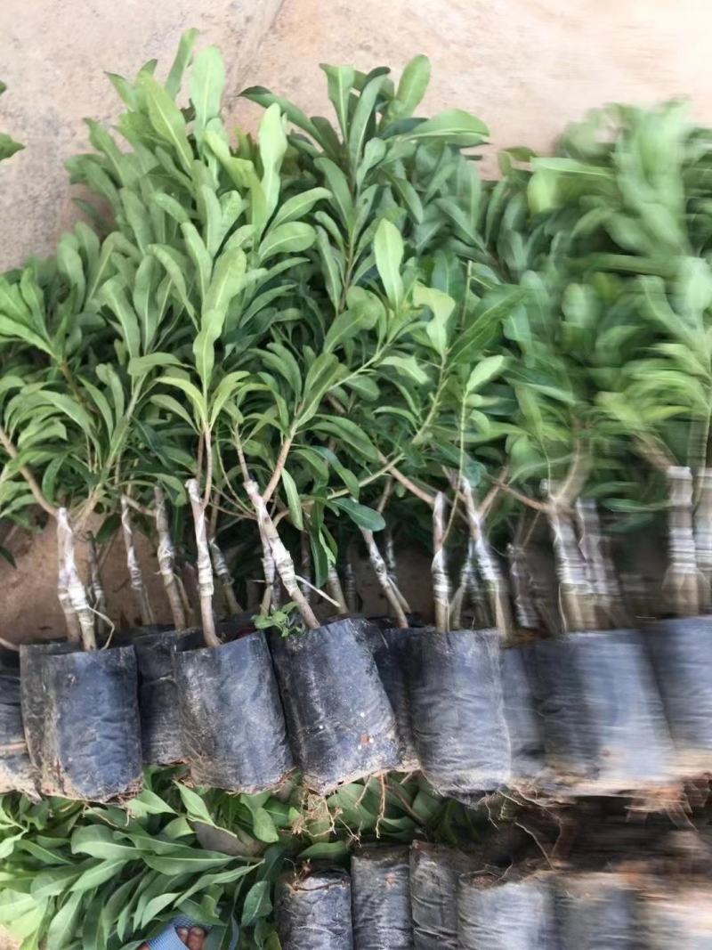 水果苗杨梅苗东魁杨梅苗阳台盆栽庭院均可种植