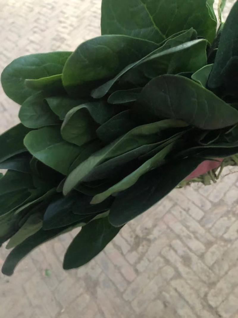 菠菜天津市武清区大量菠菜，这里是蔬菜种植基地，大量供应