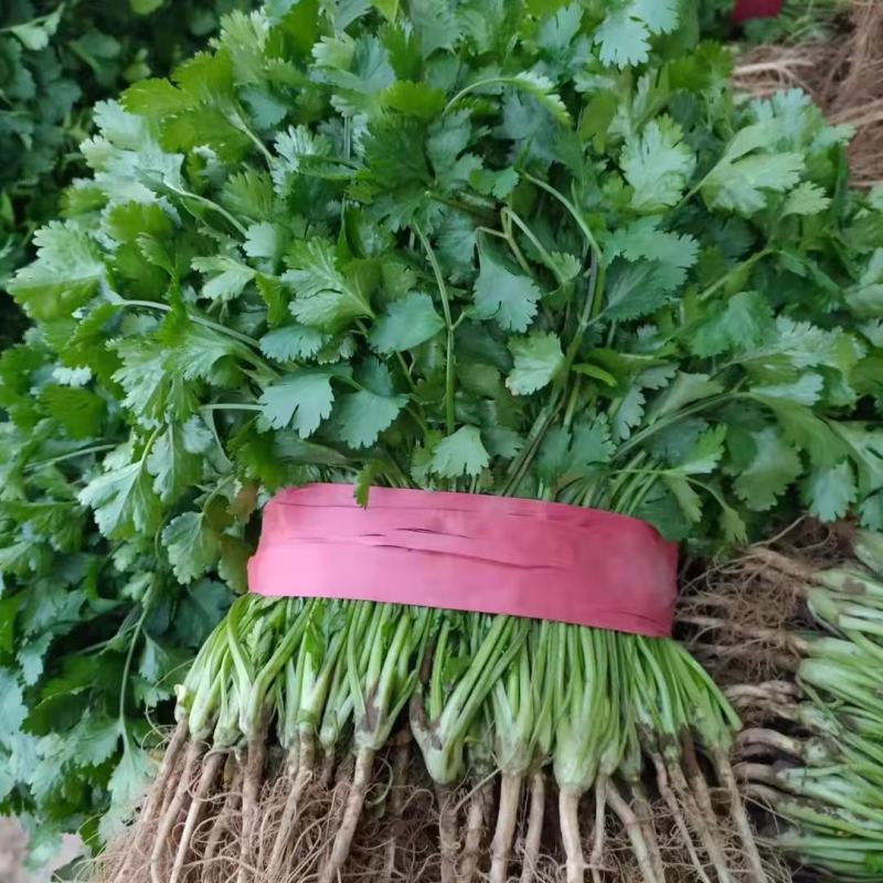 韭菜天津市武清区大量韭菜这里是蔬菜种植基地，韭菜大量供应