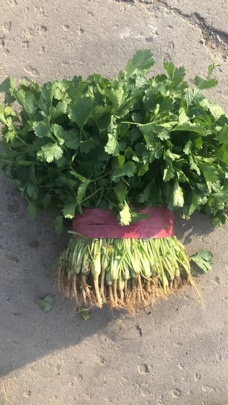 韭菜天津市武清区大量韭菜这里是蔬菜种植基地，韭菜大量供应