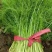 韭菜天津市武清区大量韭菜这里是蔬菜种植基地，韭菜大量供应