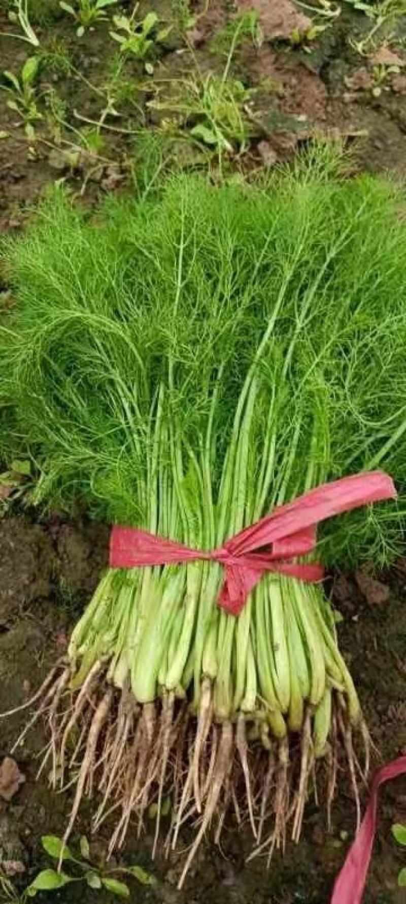 韭菜天津市武清区大量韭菜这里是蔬菜种植基地，韭菜大量供应