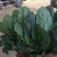 韭菜天津市武清区大量韭菜这里是蔬菜种植基地，韭菜大量供应