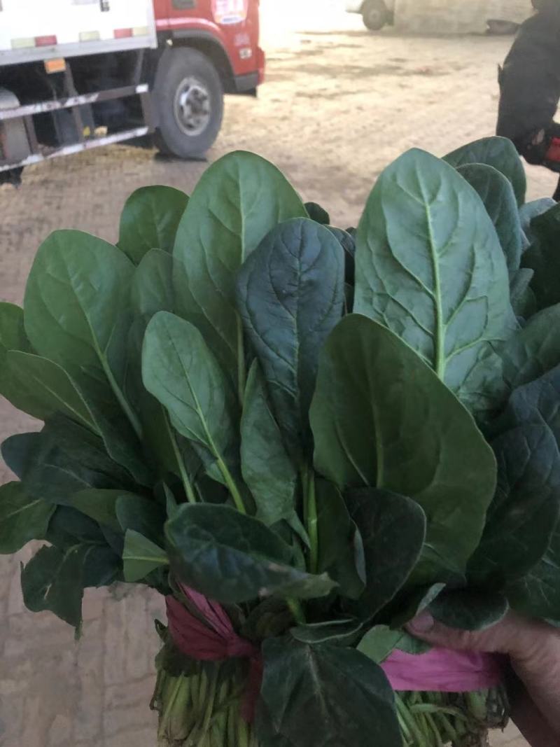 韭菜天津市武清区大量韭菜这里是蔬菜种植基地，韭菜大量供应