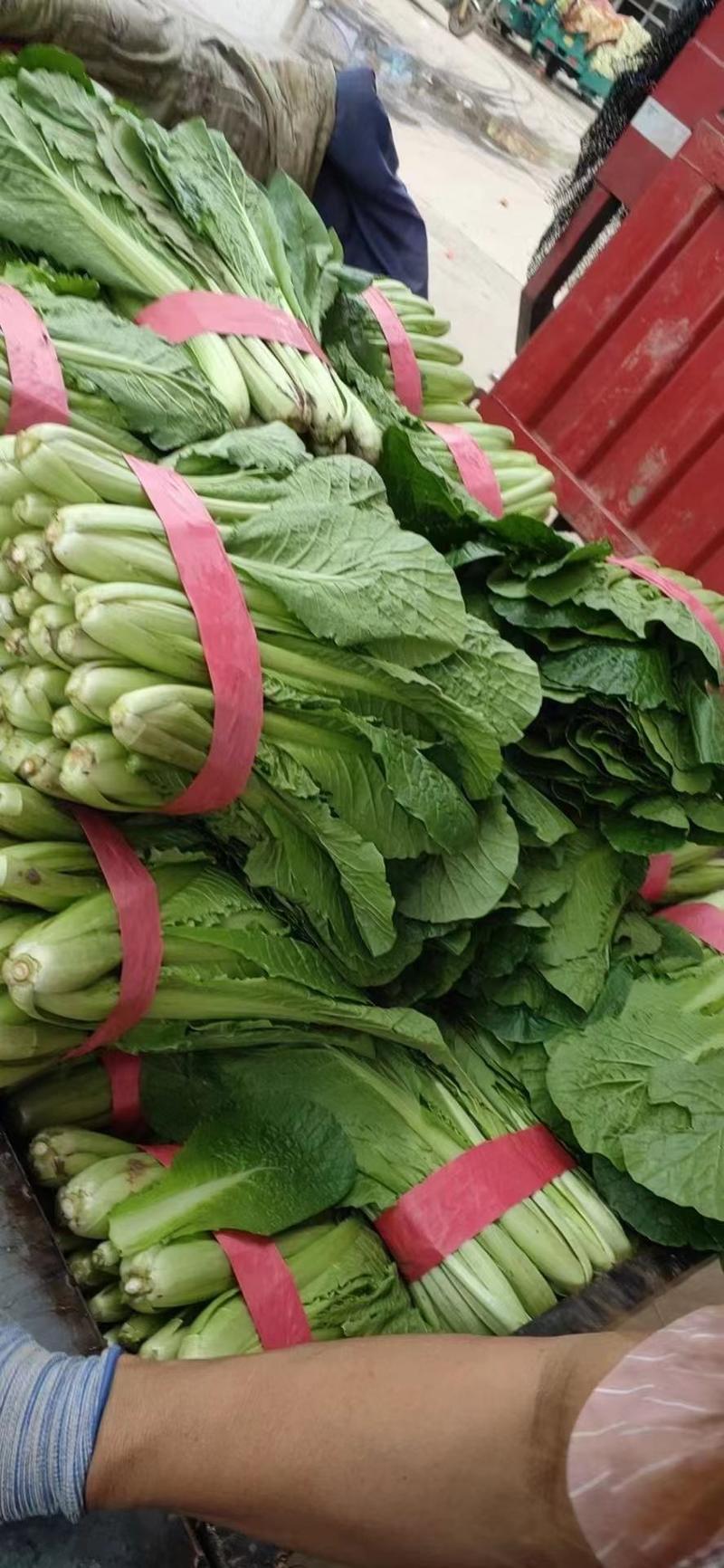 菠菜天津市武清区大量菠菜，这里是蔬菜种植基地，大量供应