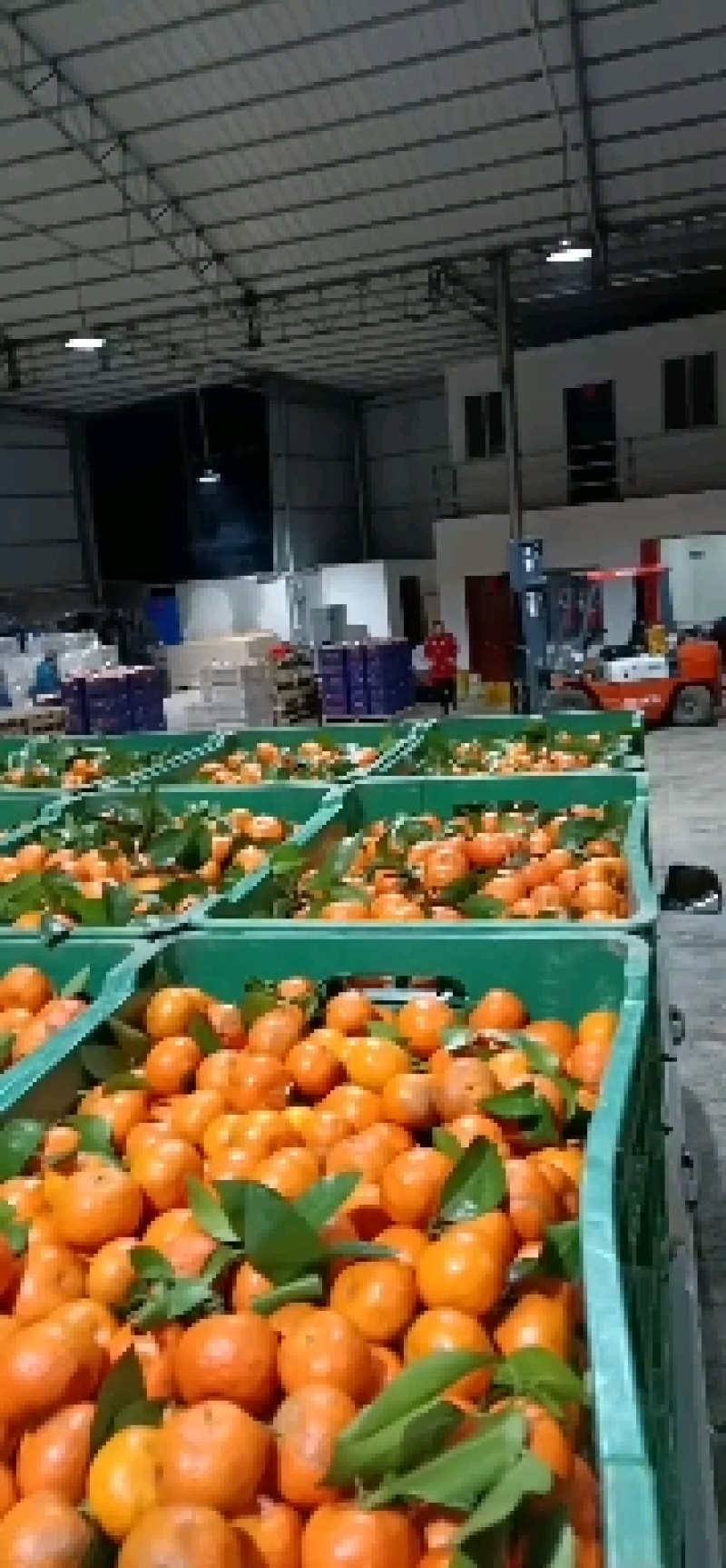 广西桂林沙糖桔专做外贸出口export以及各大市场电商