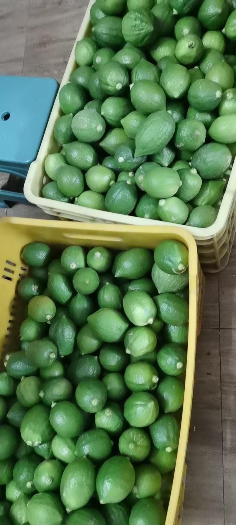 广东香水柠檬千亩基地果园直销长期供应一件代发
