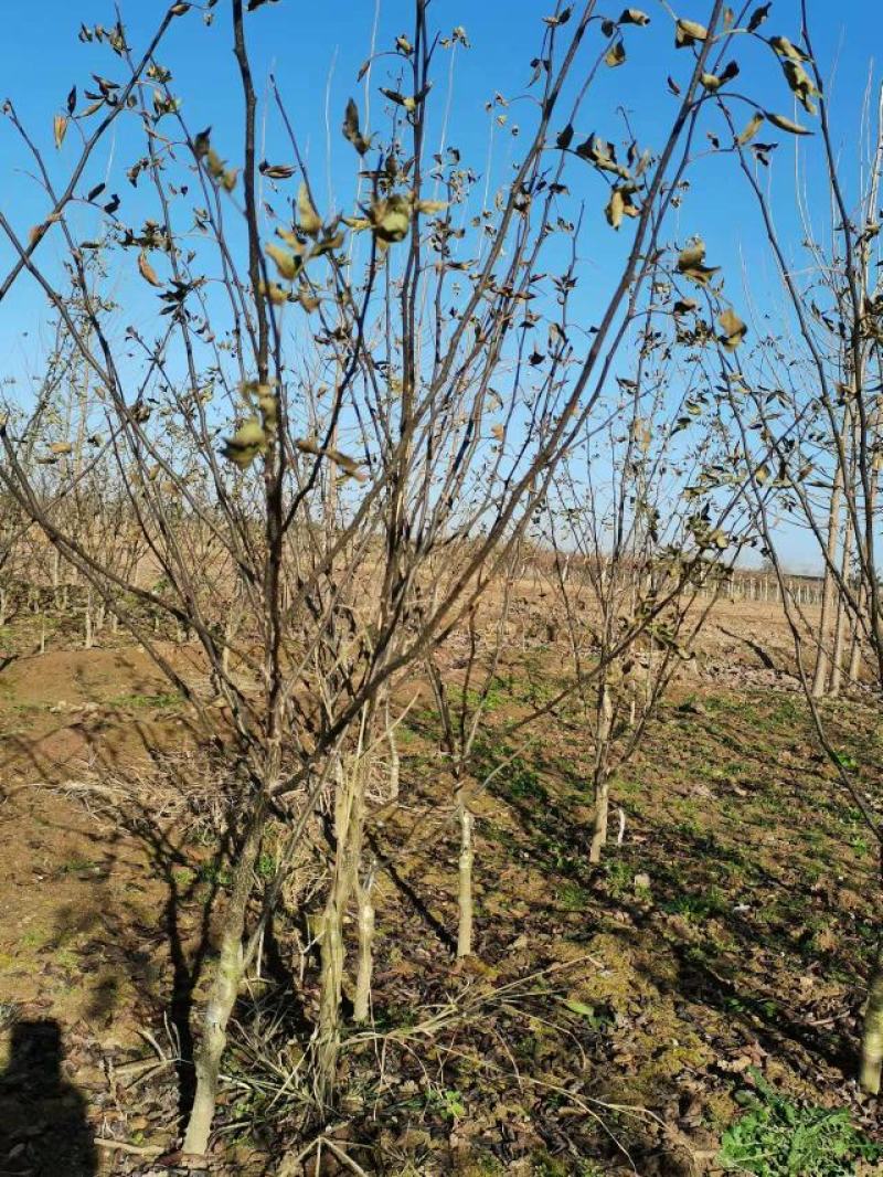 嫁接无刺花椒苗云南原产地货源充足量大从优热卖中