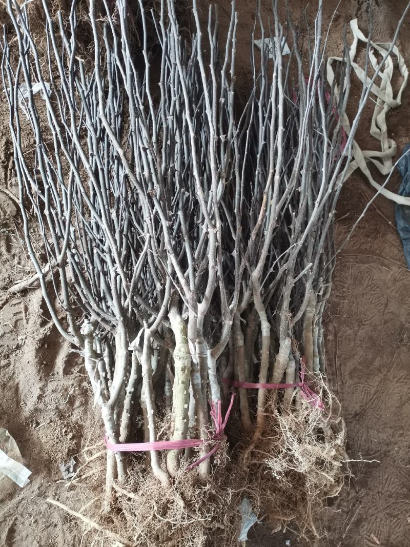 嫁接无刺花椒苗云南原产地货源充足量大从优热卖中