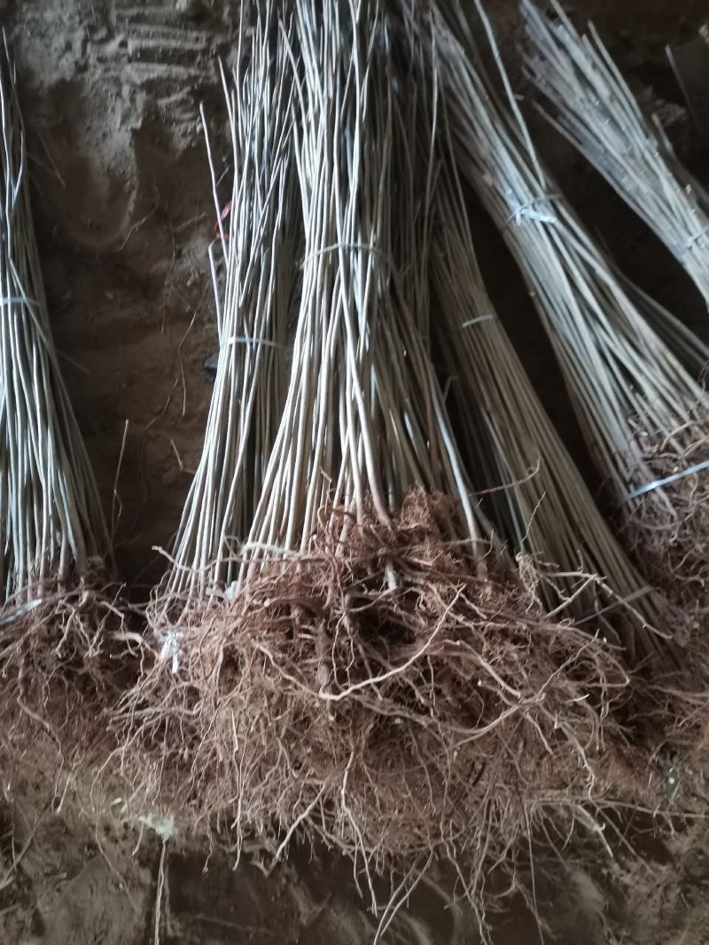 香椿苗基地货源，质好价优，规格齐全欢迎来电洽谈合作