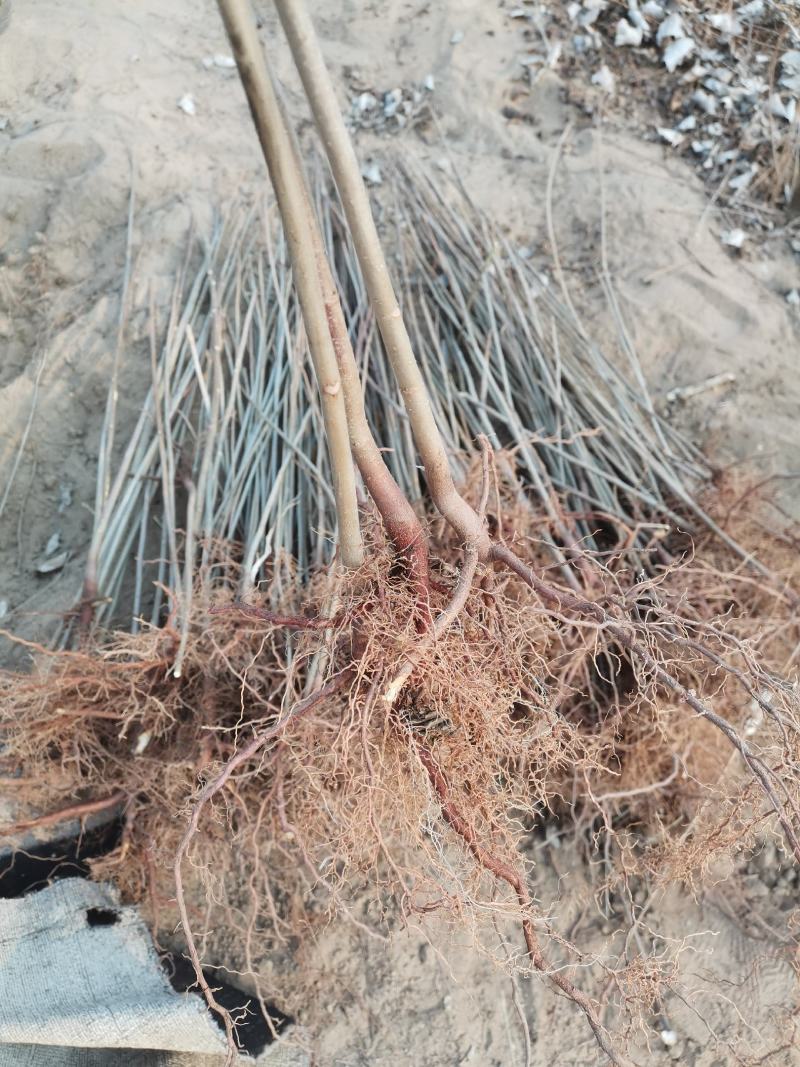 香椿苗基地货源，质好价优，规格齐全欢迎来电洽谈合作