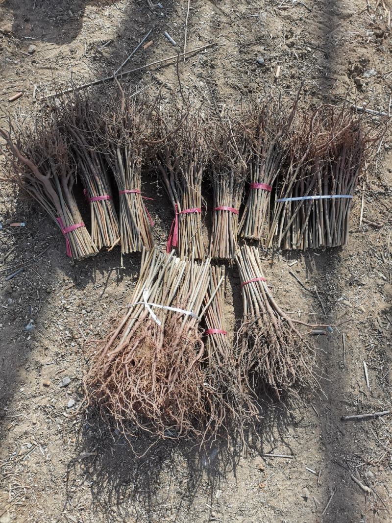 香椿苗基地货源，质好价优，规格齐全欢迎来电洽谈合作