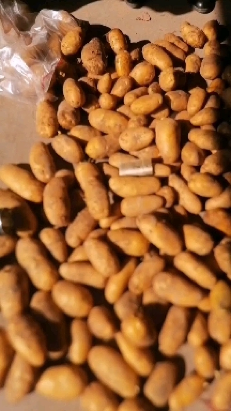 山东黄心冷库土豆大量供应，直发市场，电商，超市，产地