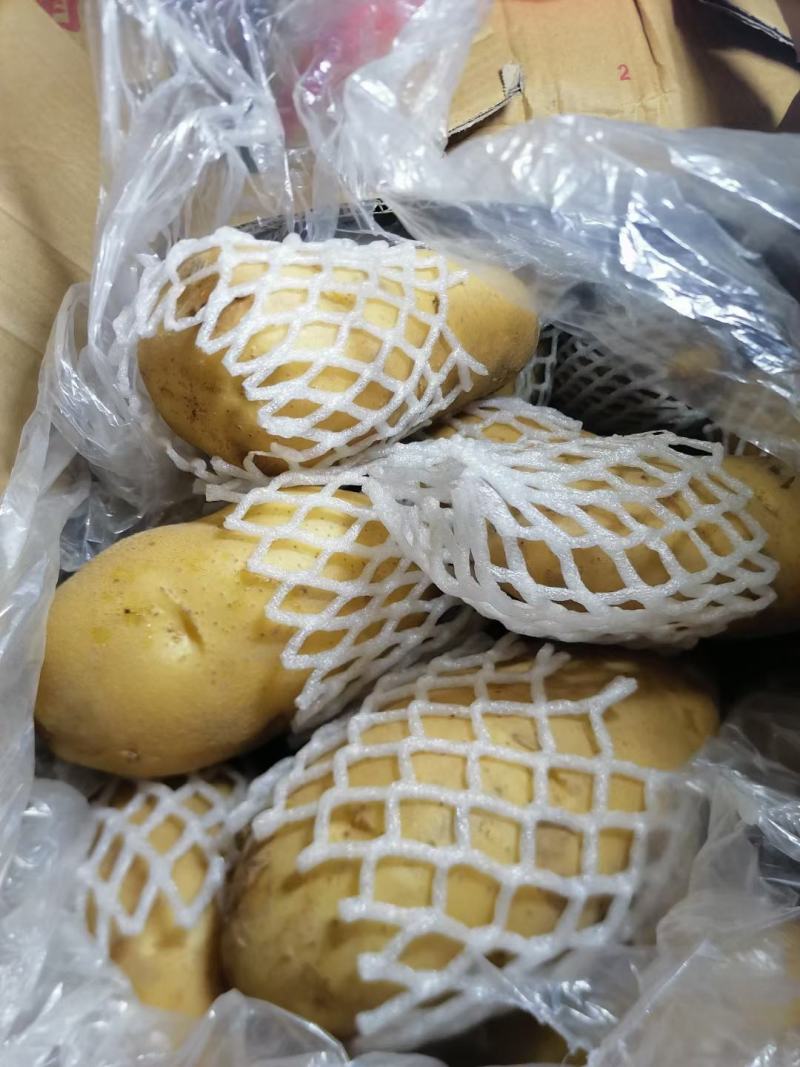 山东黄心冷库土豆大量供应，直发市场，电商，超市，产地