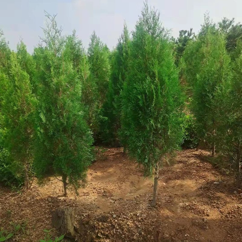 侧柏\侧柏苗\侧柏小苗\侧柏价格\侧柏基地\侧柏批发