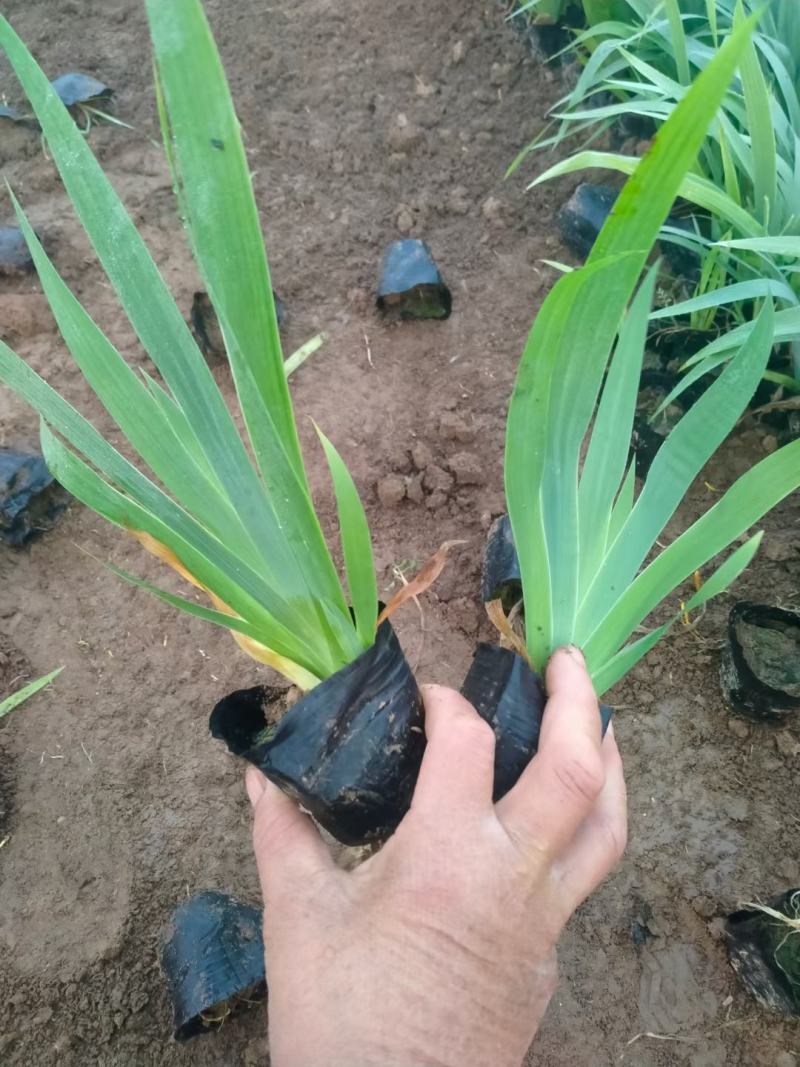射干红花鸢尾死苗补发多年生草花量大可优惠