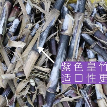 现坎200节起发新型第三代皇竹草紫象草种节高产适口性好