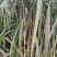 现坎200节起发新型第三代皇竹草紫象草种节高产适口性好