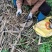 现坎200节起发新型第三代皇竹草紫象草种节高产适口性好