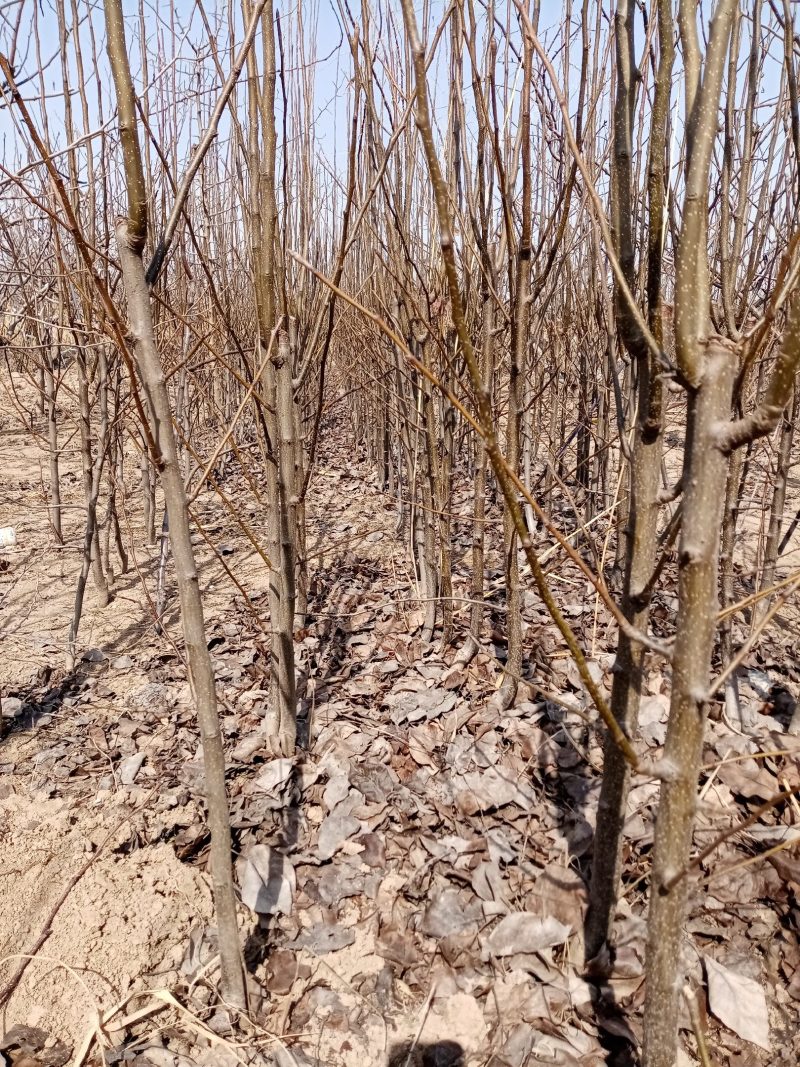 新梨七号苗木大量出售，奥红一号（全红）玉露香，秋月，基地