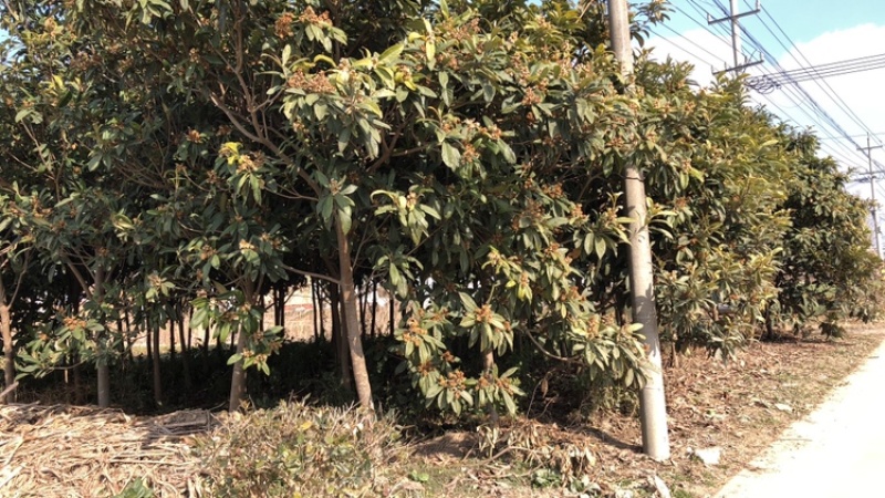 枇杷树