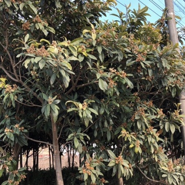 枇杷树