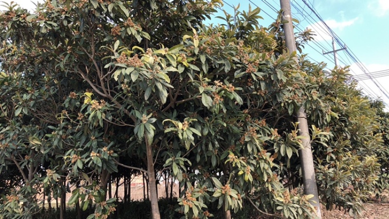 枇杷树