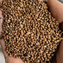 【推荐】沙棘种子沙棘沙棘籽产地直发一手货源酸溜溜