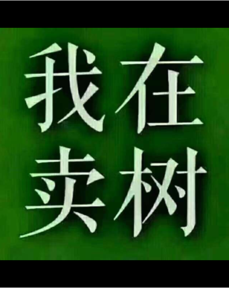 枇杷树