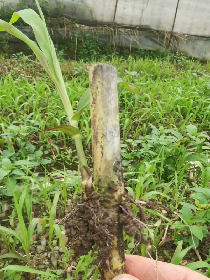 巨菌草种节/牧草苗/巨菌草种苗高产型牧草种子多年生