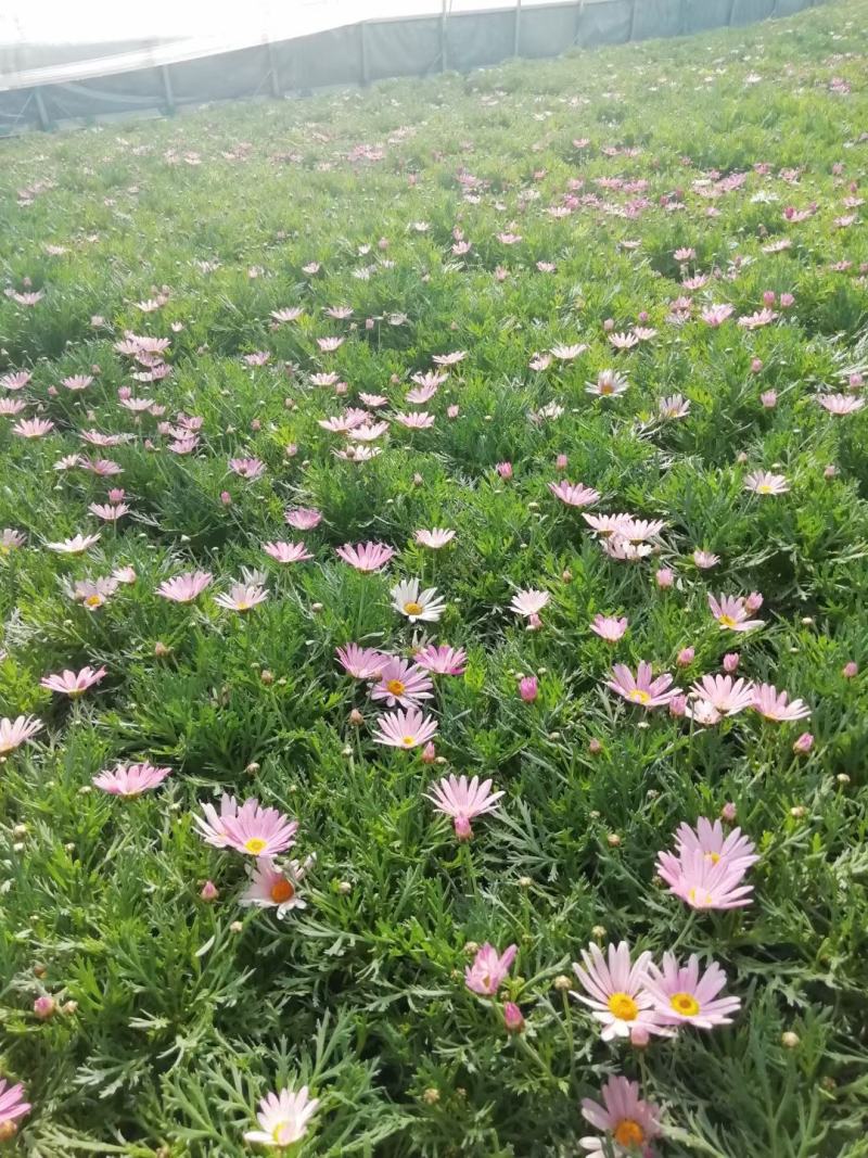 玛格丽特产地批发常年销售可视频看货欢迎选购