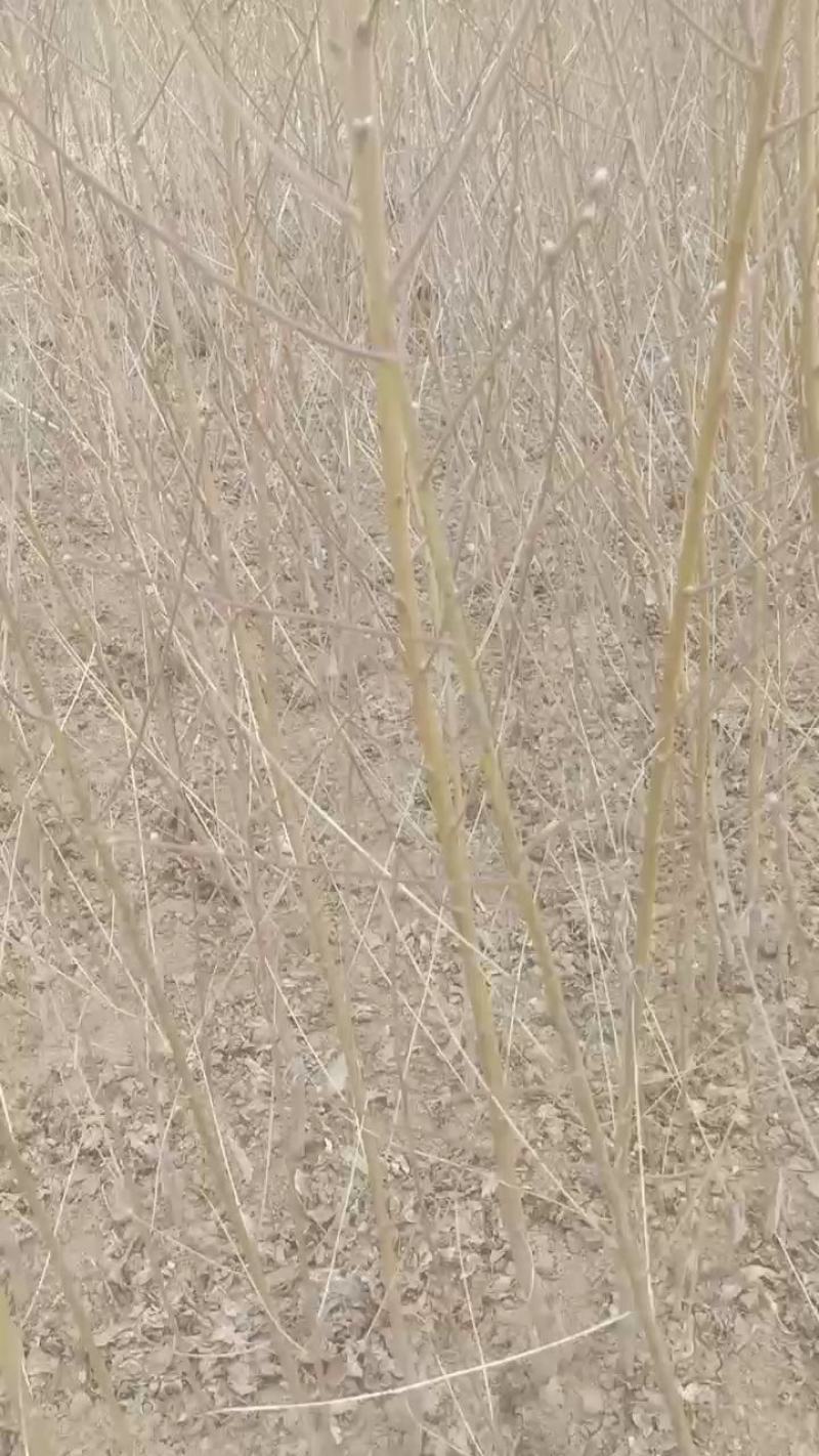 黄金蜜4号桃树苗，纯度高，自家种植，保湿邮递！提供技术