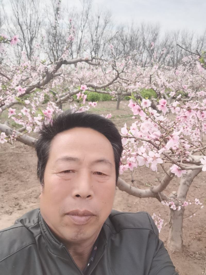 16x19高遮光复合纸加白蜡纸防水防虫抗菌优质桃子套袋。