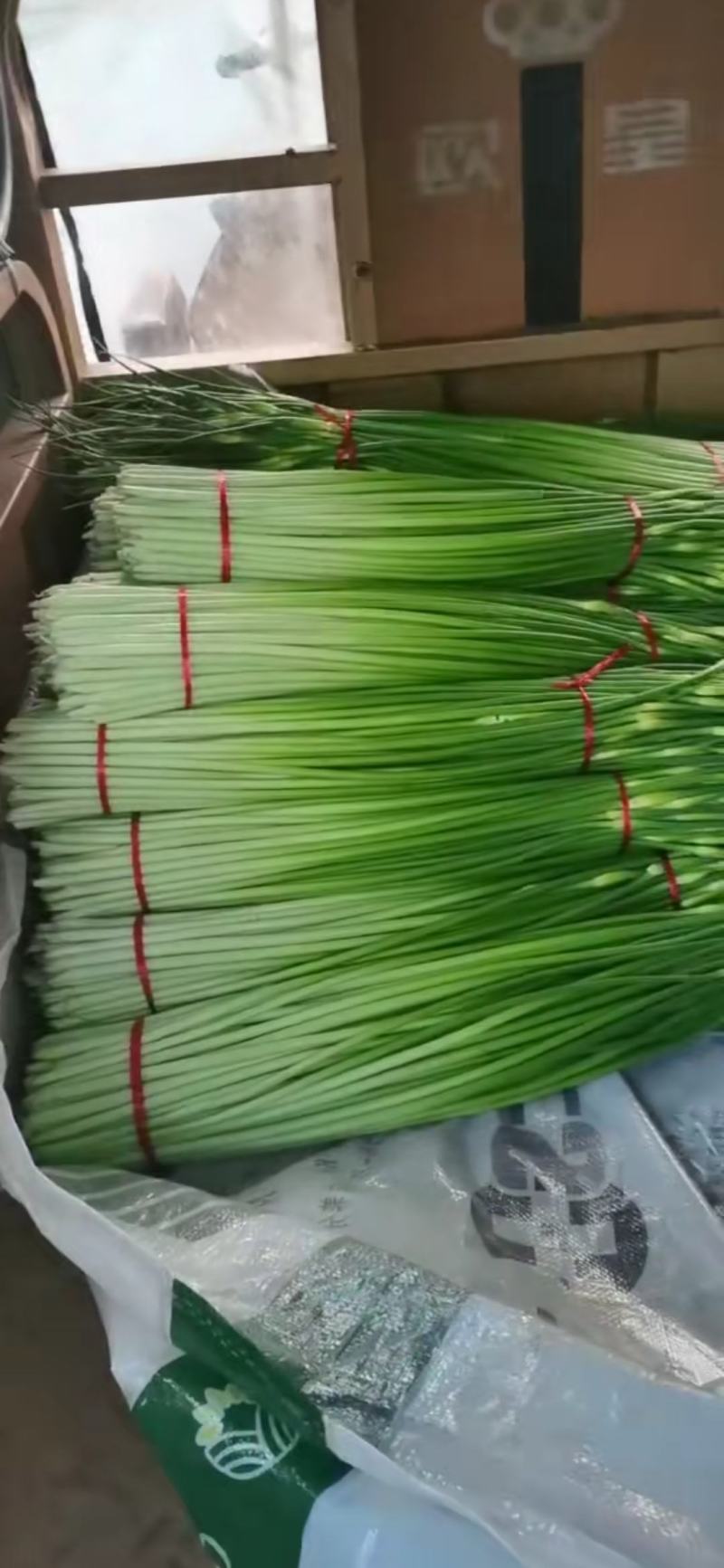 蒜薹