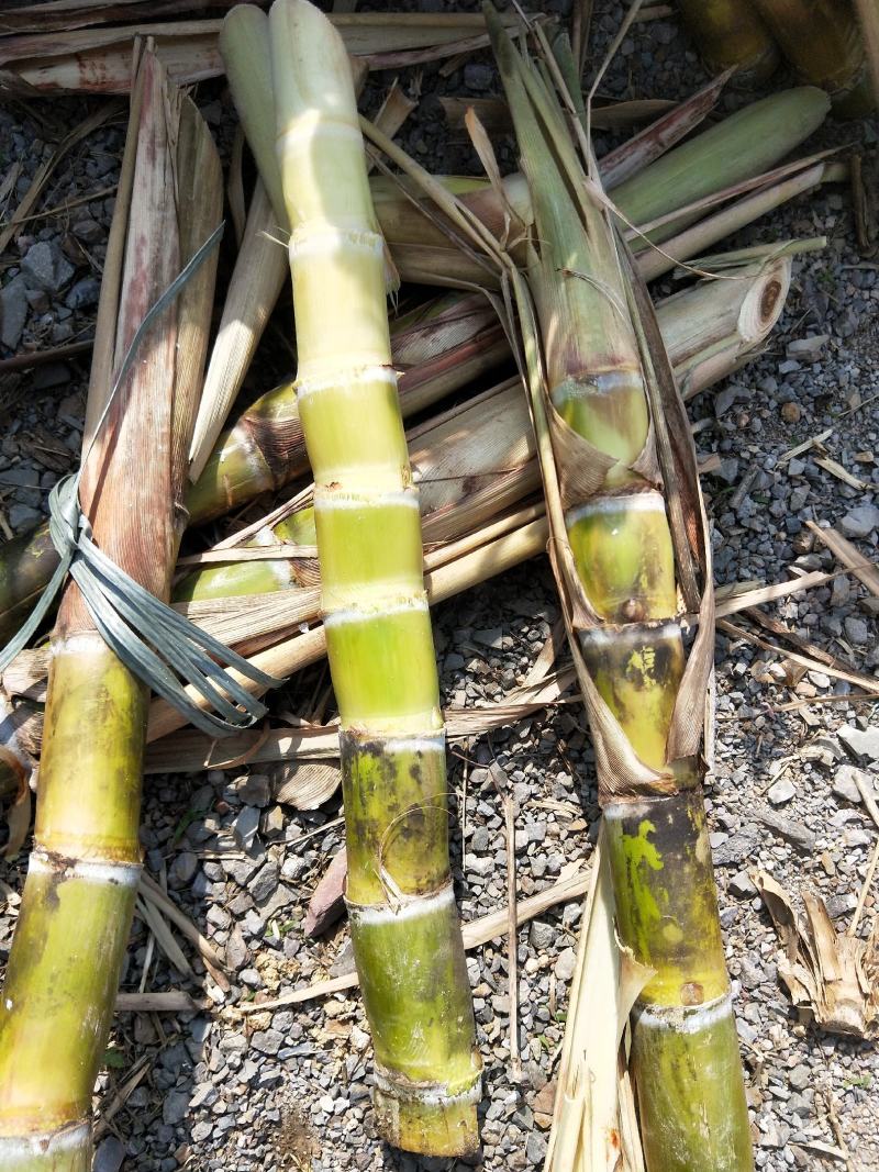 广西黄皮甘蔗种子，黄皮甘蔗种苗