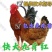 九斤黄(肉鸡苗玉土380鸡苗)出壳注射疫苗,全国发货