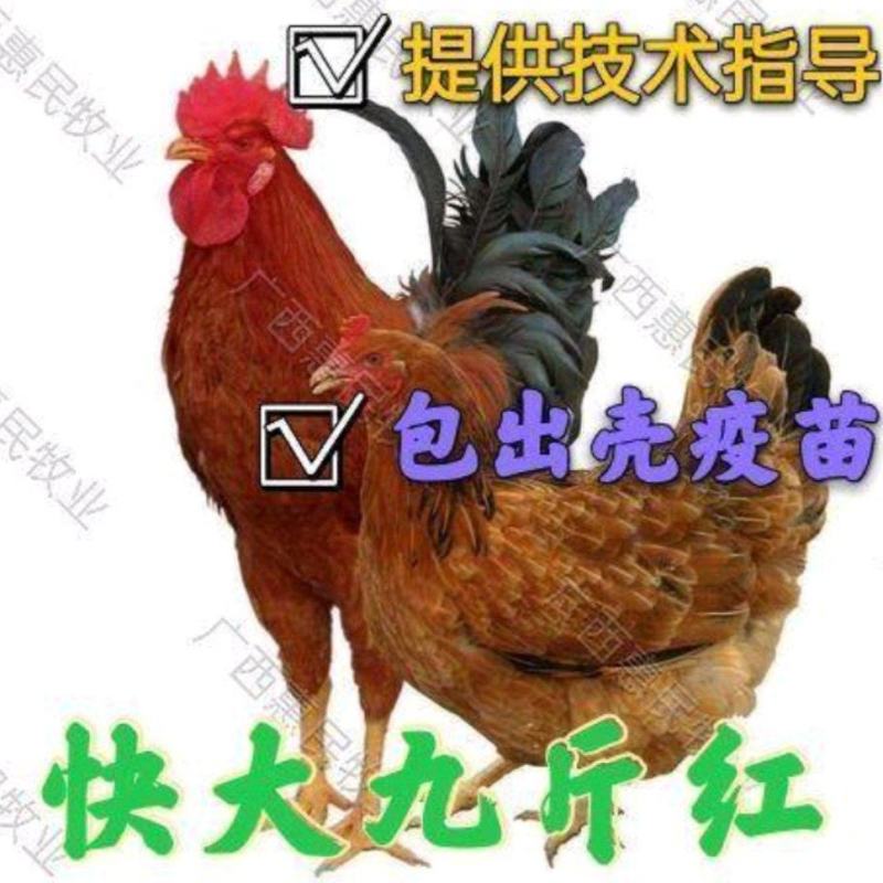 九斤黄(肉鸡苗玉土380鸡苗)出壳注射疫苗，全国发货