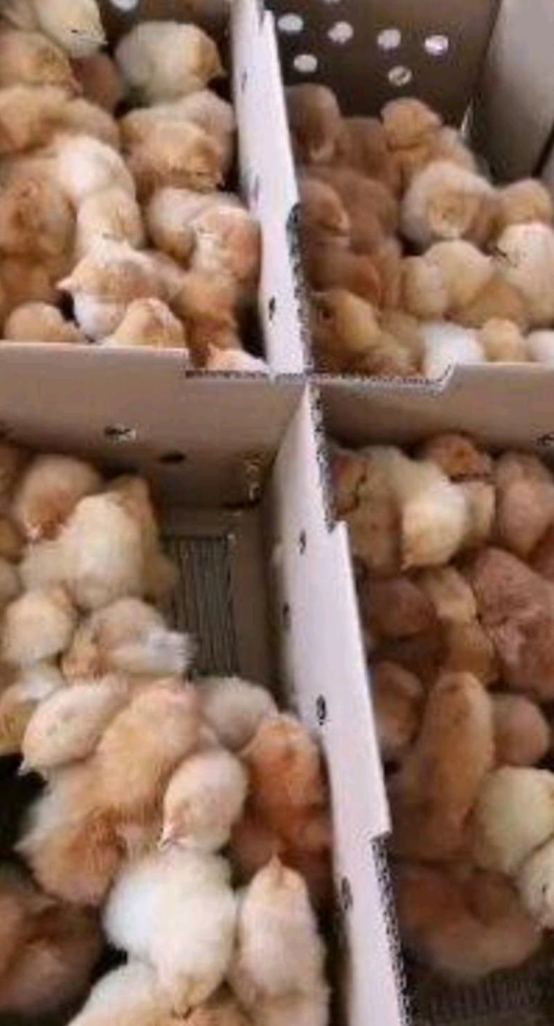 (好货热卖)快大型三黄肉鸡苗成长速度快抗病能力强全国发
