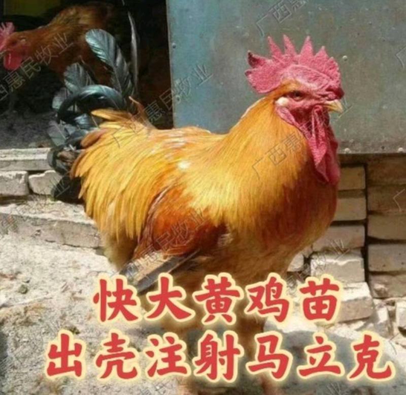(好货热卖)快大型三黄肉鸡苗成长速度快抗病能力强全国发